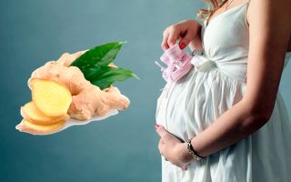 Применение корня имбиря во время беременности, польза и вред