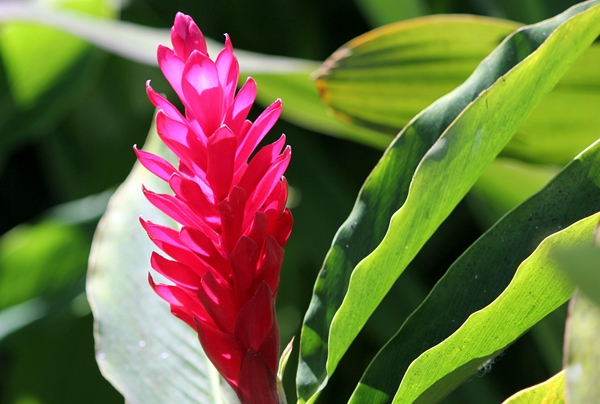 цветение Гавайского огненного имбиря 